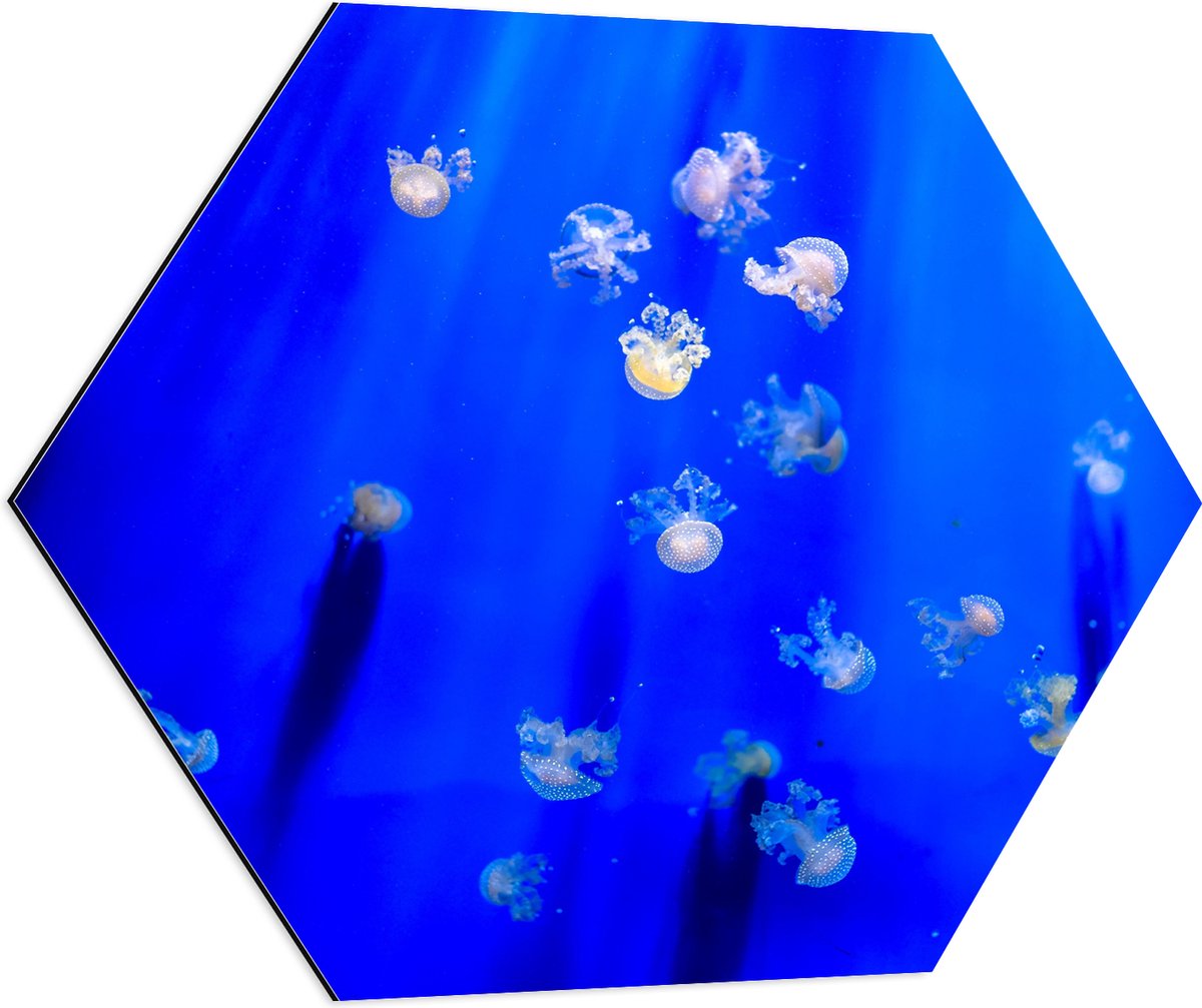 Dibond Hexagon - Groep Mini Kwallen in het Aquarium - 70x60.9 cm Foto op Hexagon (Met Ophangsysteem)