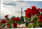 Dibond - Rode Rozenstruik voor Eiffeltoren in Parijs, Frankrijk - 120x80 cm Foto op Aluminium (Wanddecoratie van metaal)