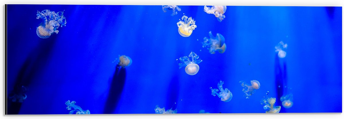 Dibond - Groep Mini Kwallen in het Aquarium - 60x20 cm Foto op Aluminium (Wanddecoratie van metaal)