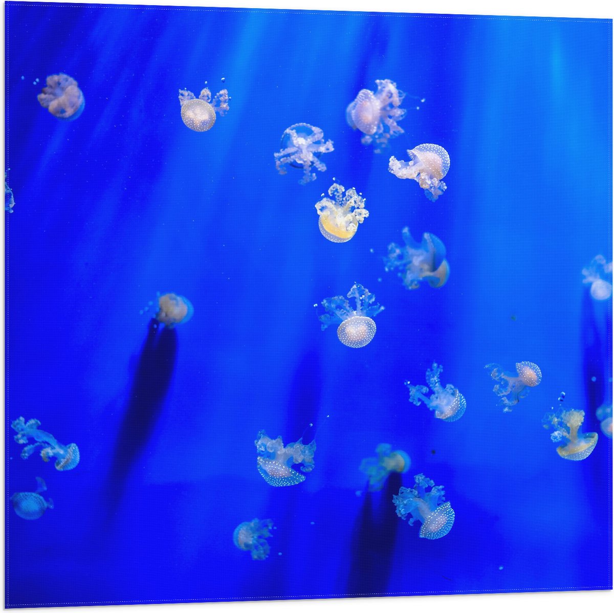 Vlag - Groep Mini Kwallen in het Aquarium - 80x80 cm Foto op Polyester Vlag