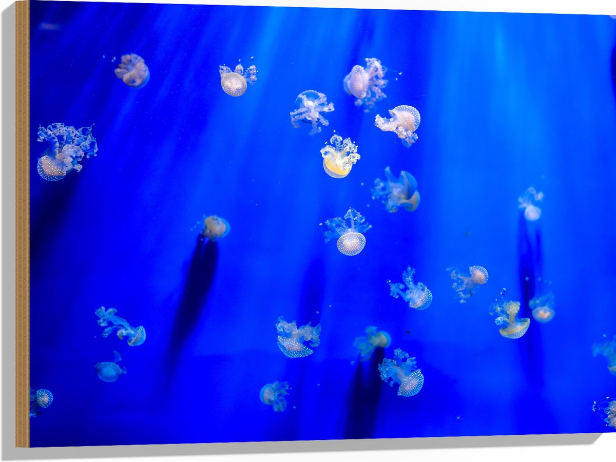 Hout - Groep Mini Kwallen in het Aquarium - 80x60 cm - 9 mm dik - Foto op Hout (Met Ophangsysteem)