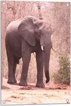 WallClassics - Tuinposter – Lopende Olifant op Bospad - 50x75 cm Foto op Tuinposter (wanddecoratie voor buiten en binnen)