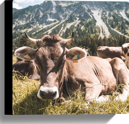 Canvas - Liggende Koe bij Berggebied - 30x30 cm Foto op Canvas Schilderij (Wanddecoratie op Canvas)