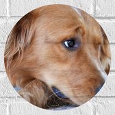 WallClassics - Muursticker Cirkel - Sipkijkende Liggende Puppy - 30x30 cm Foto op Muursticker