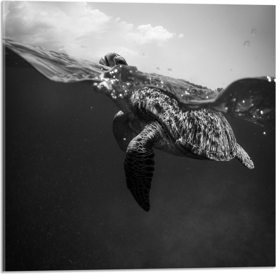 WallClassics - Acrylglas - Schildpad zwemmend aan het Wateroppervlak - 50x50 cm Foto op Acrylglas (Wanddecoratie op Acrylaat)