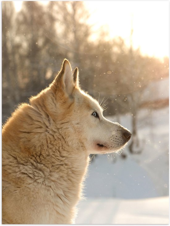 WallClassics - Poster (Mat) - Wegkijkende Bruine Husky in Sneeuwlandschap - 75x100 cm Foto op Posterpapier met een Matte look