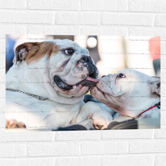 WallClassics - Muursticker - Chiens Bouledogue Léchant - 75x50 cm Photo sur Muursticker