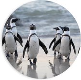 PVC Schuimplaat Muurcirkel - Groep Pinguïns op het Strand - 90x90 cm Foto op Muurcirkel (met ophangsysteem)