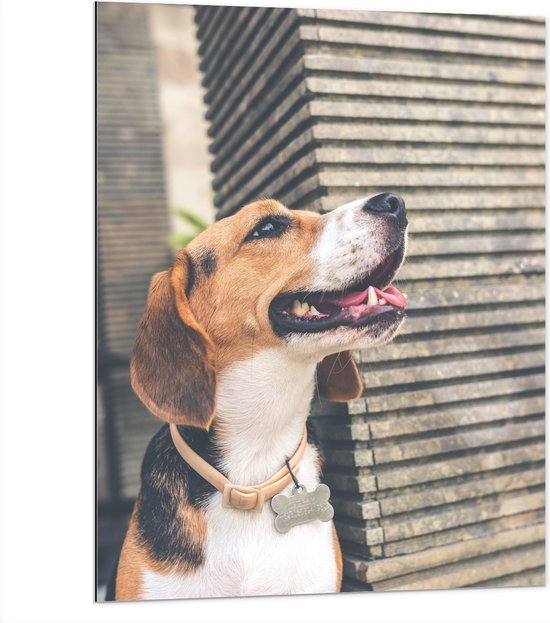 WallClassics - Dibond - Wegkijkende Beagle Hond - 75x100 cm Foto op Aluminium (Met Ophangsysteem)