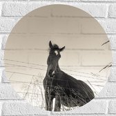 WallClassics - Muursticker Cirkel - Neerkijkend Paard (Zwart- wit) - 50x50 cm Foto op Muursticker