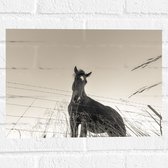 WallClassics - Muursticker - Neerkijkend Paard (Zwart- wit) - 40x30 cm Foto op Muursticker