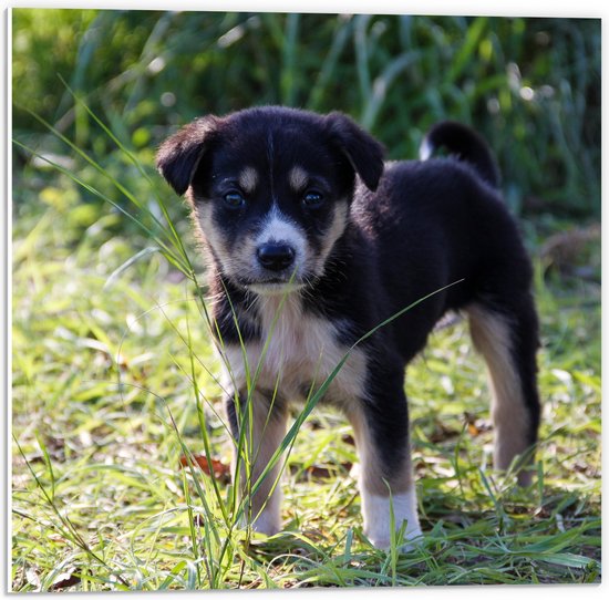 WallClassics - PVC Schuimplaat- Lieve Puppy in Groen Grasveld - 50x50 cm Foto op PVC Schuimplaat