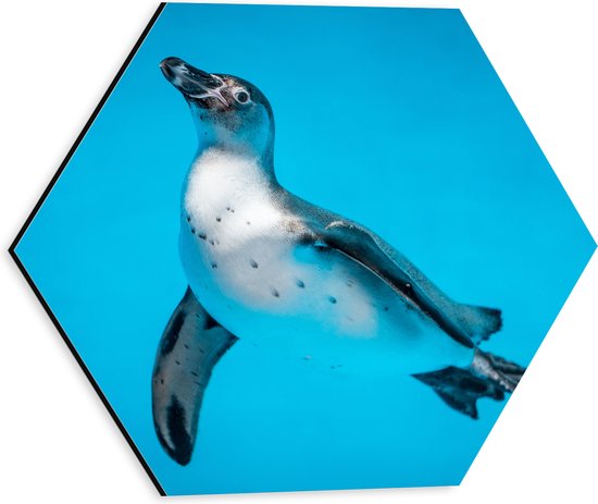 Dibond Hexagon - Zwemmende Pingïun in Blauwe Zee - 30x26.1 cm Foto op Hexagon (Met Ophangsysteem)
