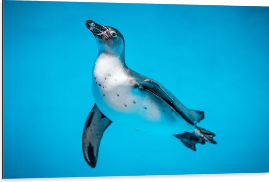 Dibond - Zwemmende Pingïun in Blauwe Zee - 105x70 cm Foto op Aluminium (Met Ophangsysteem)