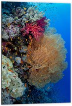 WallClassics - Dibond - Mix de corail et mer bleu clair - Photo sur aluminium 60x90 cm (Décoration murale en métal)