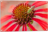 Tuinposter – Bij op Zoek naar Nectar in Rode Bloem - 90x60 cm Foto op Tuinposter (wanddecoratie voor buiten en binnen)