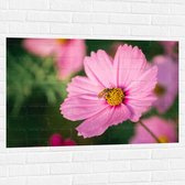 Muursticker - Bij op Bloeiende Roze Bloem - 105x70 cm Foto op Muursticker