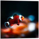 WallClassics - Dibond - Nemo Vis - 50x50 cm Foto op Aluminium (Met Ophangsysteem)