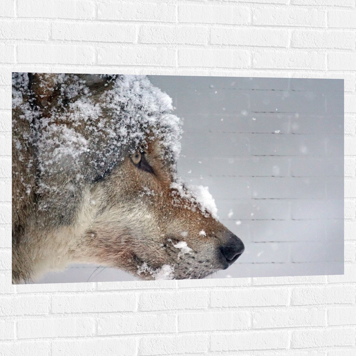 Muursticker - Vlokken Sneeuw op Kop van Geconcentreerde Wolf - 105x70 cm Foto op Muurstick