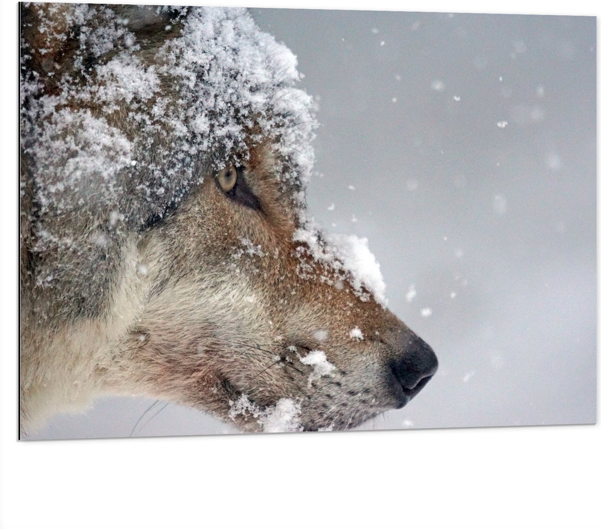 Dibond - Vlokken Sneeuw op Kop van Geconcentreerde Wolf - 100x75 cm Foto op Aluminium (Wan