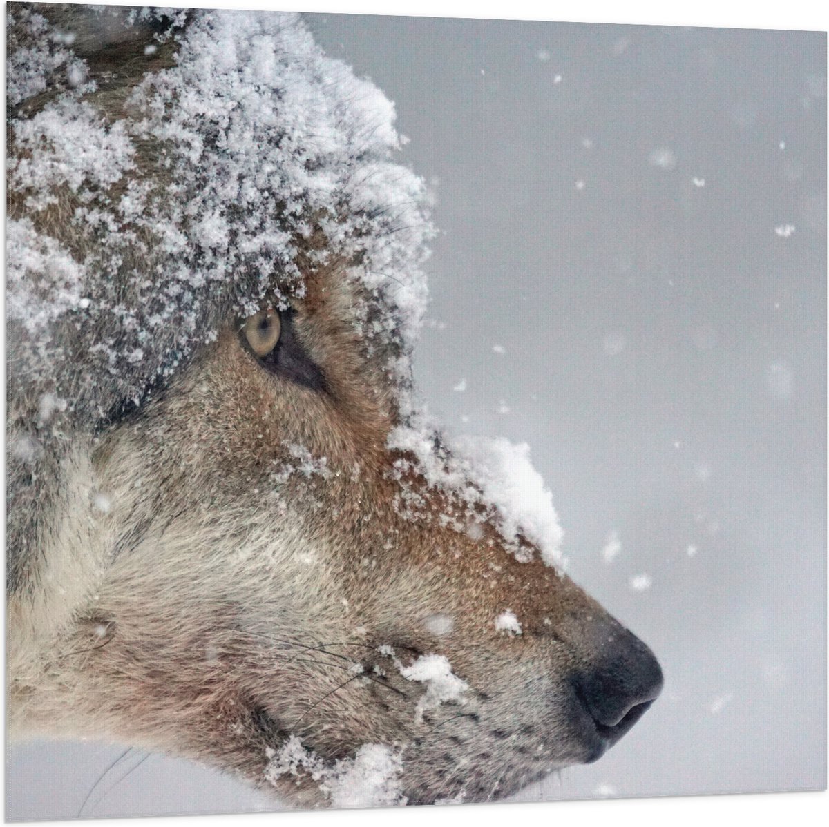 Vlag - Vlokken Sneeuw op Kop van Geconcentreerde Wolf - 100x100 cm Foto op Polyester Vlag