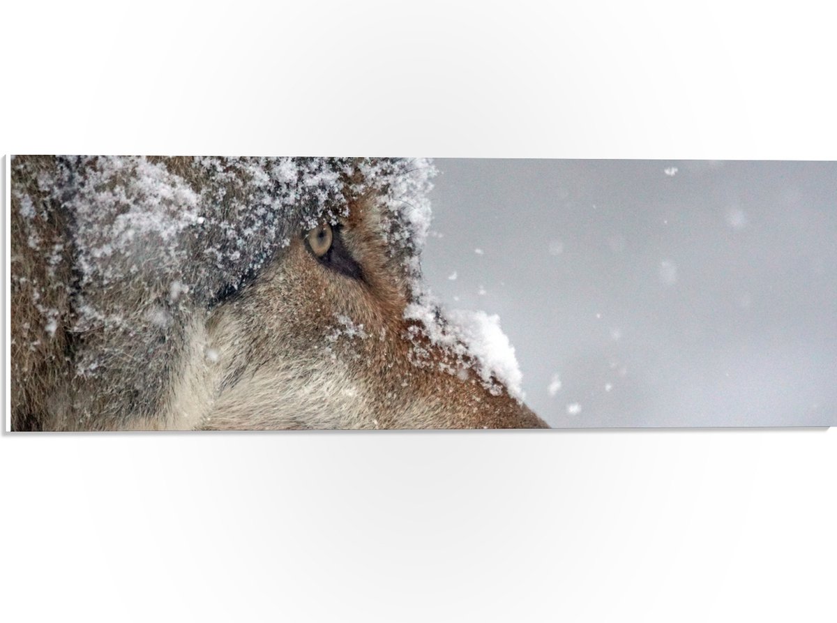 PVC Schuimplaat- Vlokken Sneeuw op Kop van Geconcentreerde Wolf - 60x20 cm Foto op PVC Sch