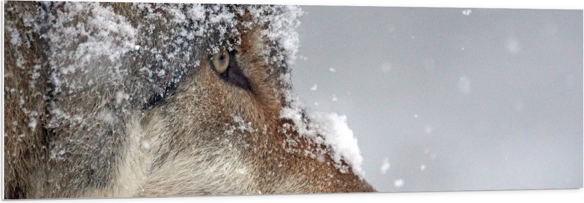 PVC Schuimplaat- Vlokken Sneeuw op Kop van Geconcentreerde Wolf - 150x50 cm Foto op PVC Sc