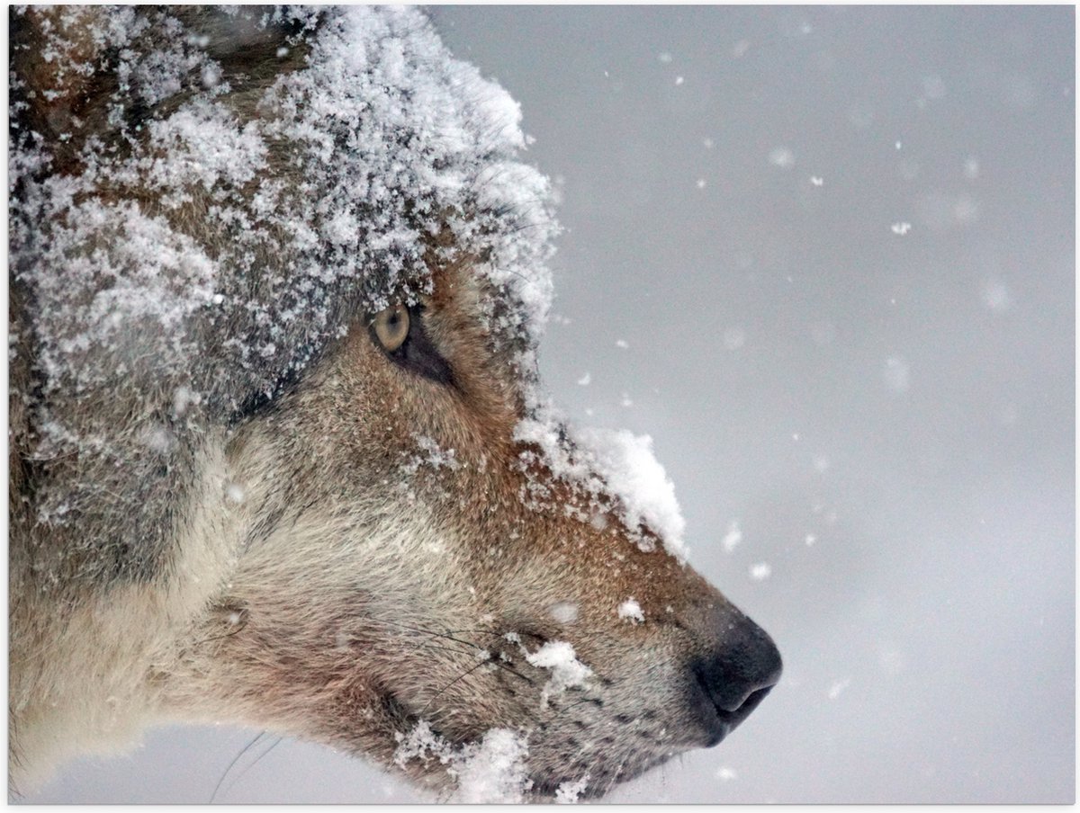 Poster (Mat) - Vlokken Sneeuw op Kop van Geconcentreerde Wolf - 80x60 cm Foto op Posterpap
