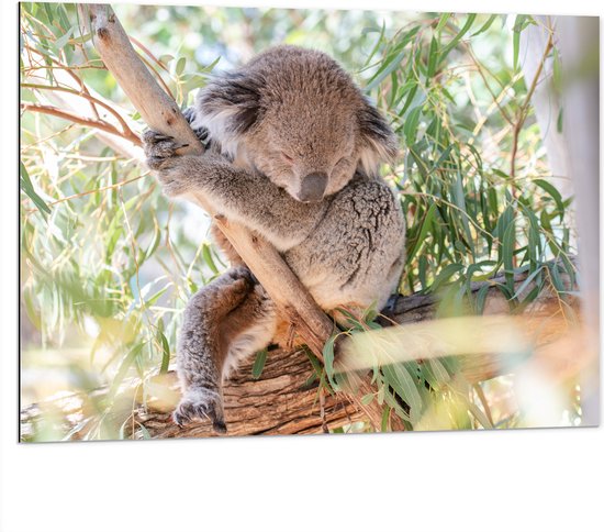 WallClassics - Dibond - Schattige Koala aan een Tak - 100x75 cm Foto op Aluminium (Met Ophangsysteem)