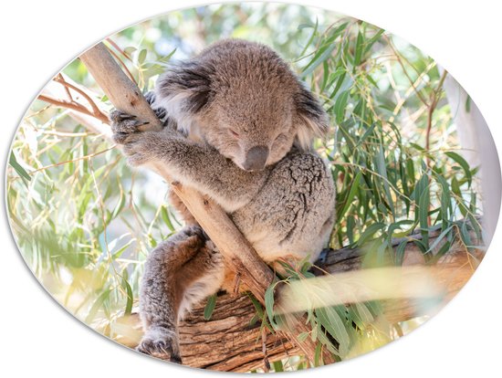 WallClassics - PVC Schuimplaat Ovaal - Schattige Koala aan een Tak - 80x60 cm Foto op Ovaal (Met Ophangsysteem)