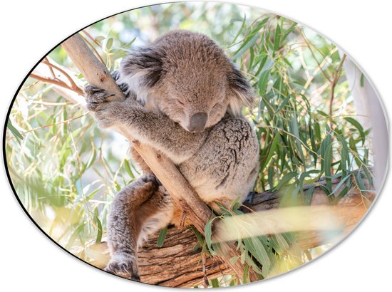 WallClassics - Dibond Ovaal - Schattige Koala aan een Tak - 40x30 cm Foto op Ovaal (Met Ophangsysteem)