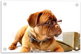 WallClassics - Tuinposter – Opzijkijkende Bruine Hond met Ketting en Leesbril - 60x40 cm Foto op Tuinposter (wanddecoratie voor buiten en binnen)