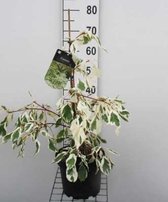 Cornus Controversa Variegata - Reuzenkornoelje 50 - 60 cm in pot
