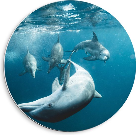 PVC Schuimplaat Muurcirkel - Vrolijke Dolfijnen in de Zee - 40x40 cm Foto op Muurcirkel (met ophangsysteem)