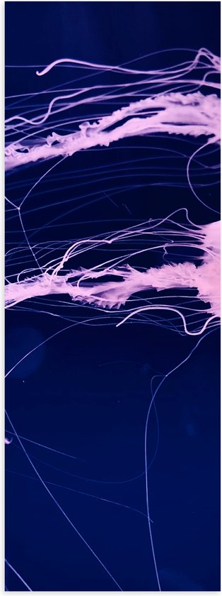 WallClassics - Poster Glanzend – Roze Kwallen zwemmend in Blauwe Zee - 20x60 cm Foto op Posterpapier met Glanzende Afwerking