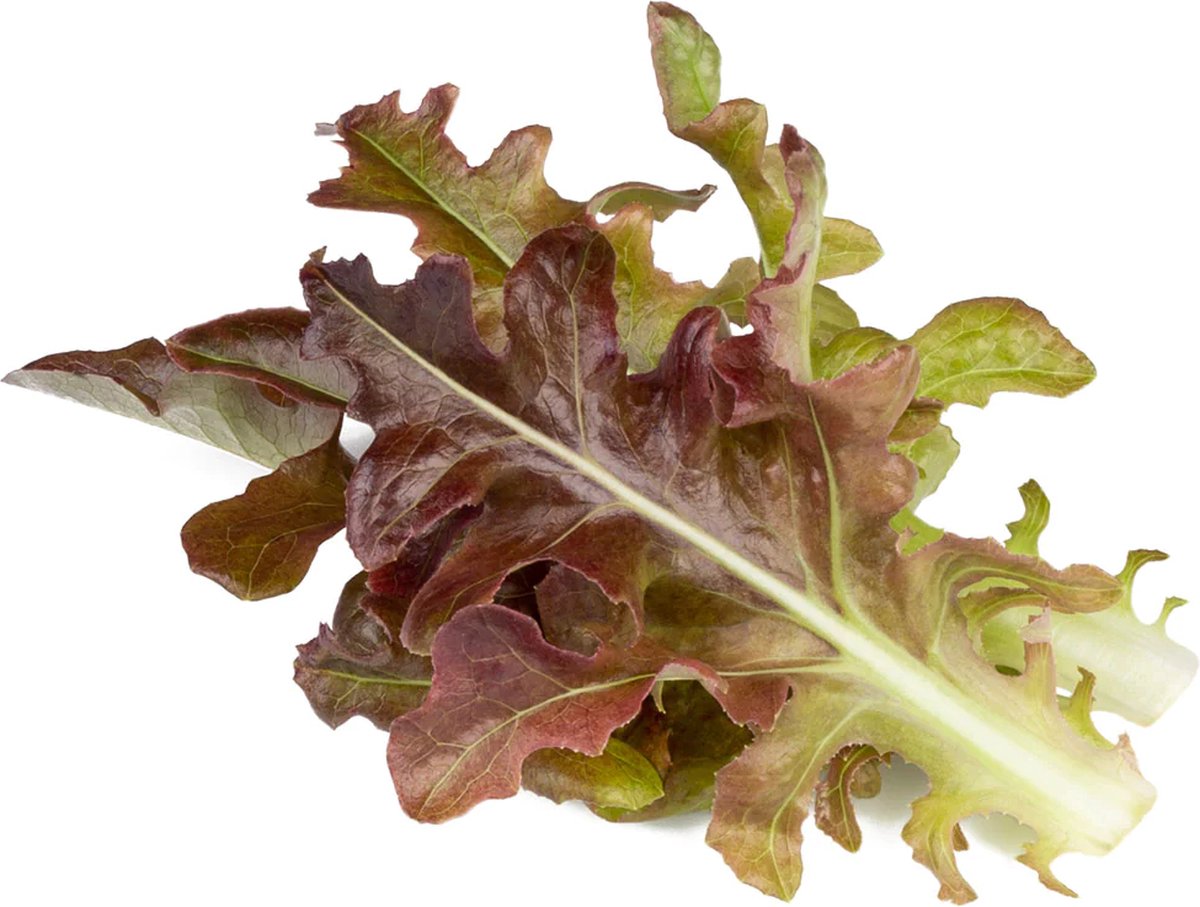 Click & Grow Oakleaf Lettuce / 3-pack