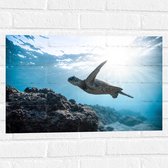 WallClassics - Muursticker - Tropische Zeeschildpad onder het Wateroppervlak - 60x40 cm Foto op Muursticker