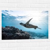 WallClassics - Muursticker - Tropische Zeeschildpad onder het Wateroppervlak - 75x50 cm Foto op Muursticker