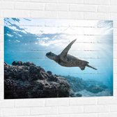 WallClassics - Muursticker - Tropische Zeeschildpad onder het Wateroppervlak - 100x75 cm Foto op Muursticker