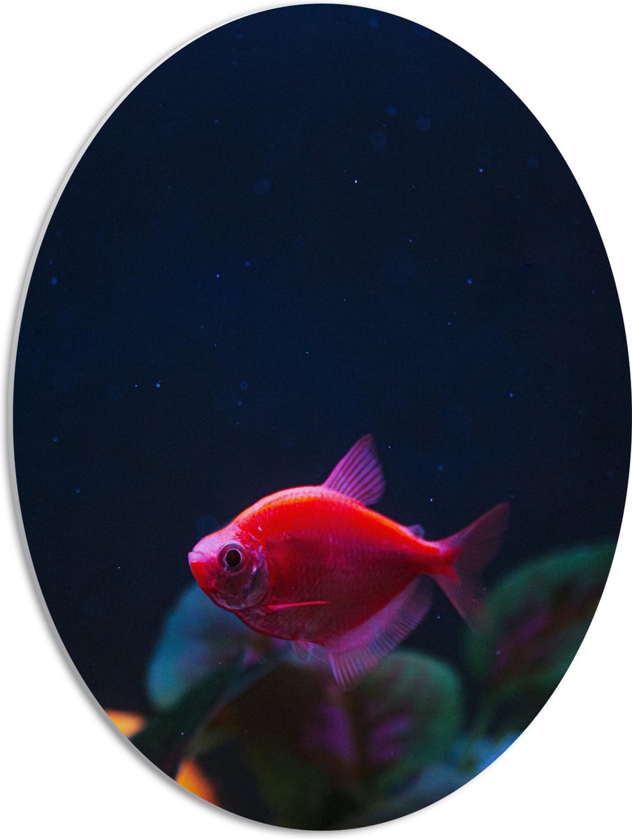 PVC Schuimplaat Ovaal - Rode Vis in Aquarium - 42x56 cm Foto op Ovaal (Met Ophangsysteem)