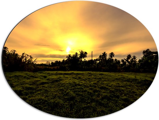 Dibond Ovaal - Grasveld voor Zon verdwijnend achter Palmbomen - 68x51 cm Foto op Ovaal (Met Ophangsysteem)