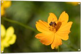 Tuinposter – Gele Bij Zoekend naar Nectar in Gele Bloem - 105x70 cm Foto op Tuinposter (wanddecoratie voor buiten en binnen)