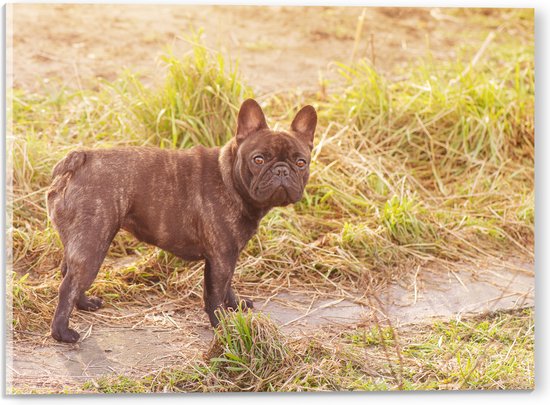 Acrylglas - Franse Bulldog Hond op Bospad - 40x30 cm Foto op Acrylglas (Wanddecoratie op Acrylaat)