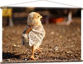WallClassics - Affiche Textile - Poussin Qui Marche - 120x80 cm Photo sur Textile
