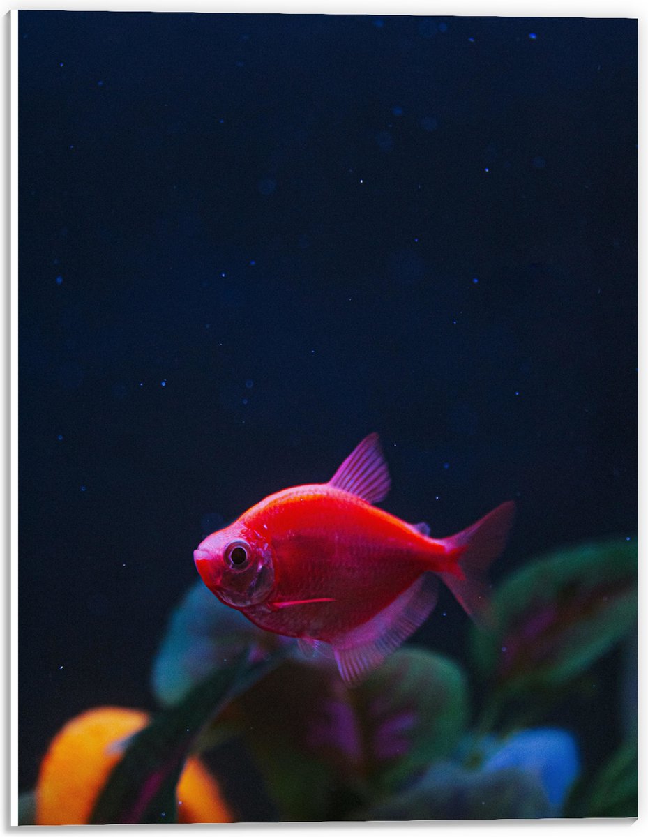 PVC Schuimplaat- Rode Vis in Aquarium - 30x40 cm Foto op PVC Schuimplaat