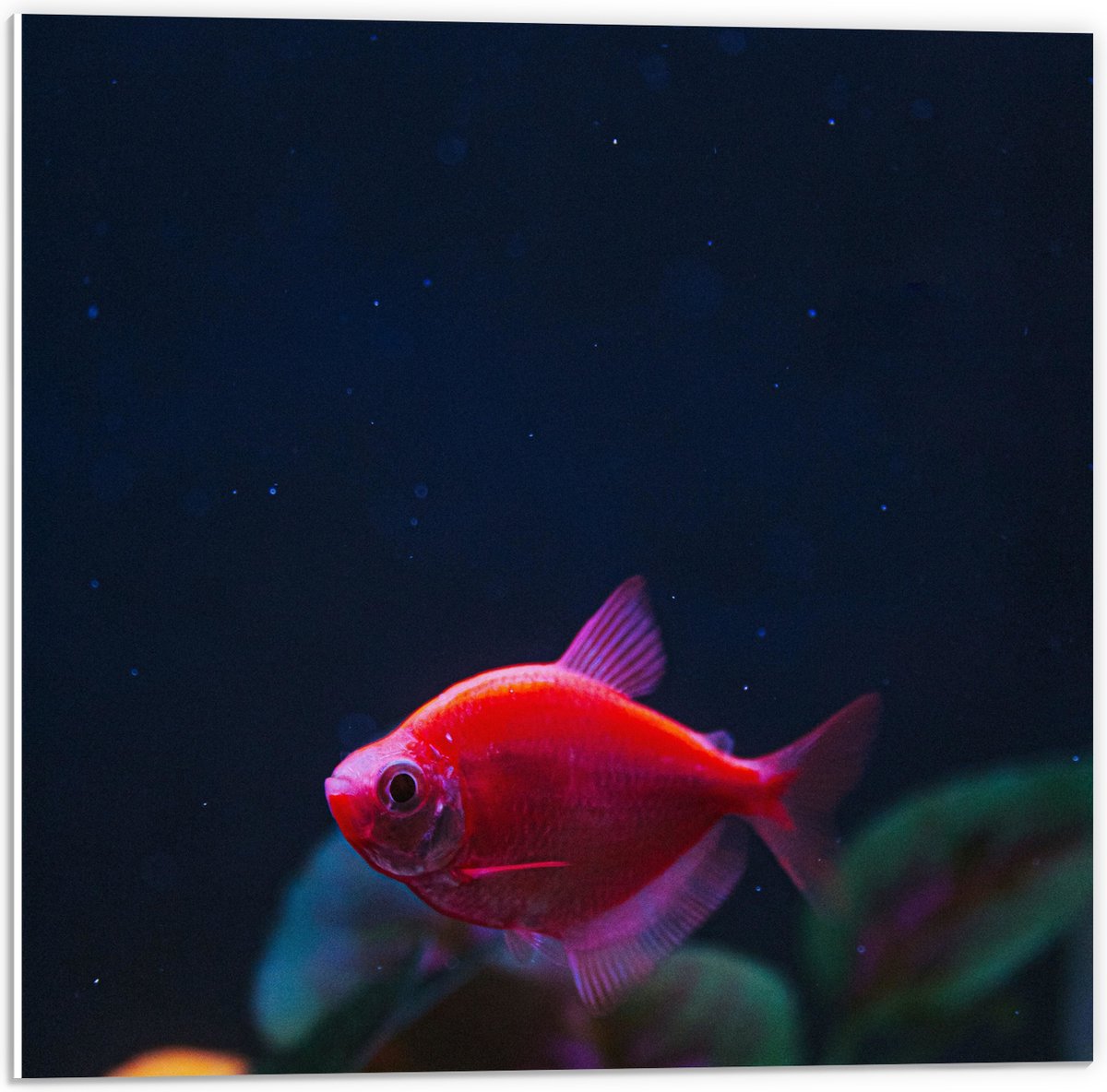 PVC Schuimplaat - Rode Vis in Aquarium - 50x50 cm Foto op PVC Schuimplaat (Met Ophangsysteem)