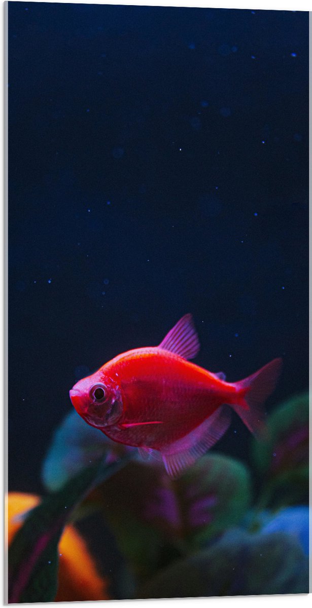 Acrylglas - Rode Vis in Aquarium - 50x100 cm Foto op Acrylglas (Wanddecoratie op Acrylaat)