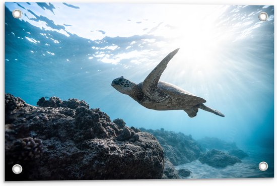 WallClassics - Tuinposter – Tropische Zeeschildpad onder het Wateroppervlak - 60x40 cm Foto op Tuinposter (wanddecoratie voor buiten en binnen)