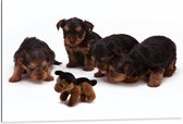 WallClassics - Dibond - Vier Bruin met Zwarte Puppy's bij Soortgenoot Knuffel - 105x70 cm Foto op Aluminium (Met Ophangsysteem)