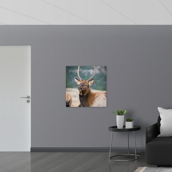WallClassics - Verre acrylique - Cerfs observant un groupe dans un paysage - Photo 80x80 cm sur verre acrylique (Décoration murale sur acrylique)